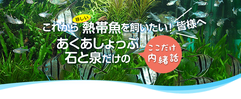 これから熱帯魚を飼いたい皆様へ