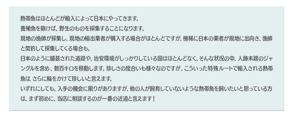 熱帯魚はほとんどが輸入によって日本にやってきます