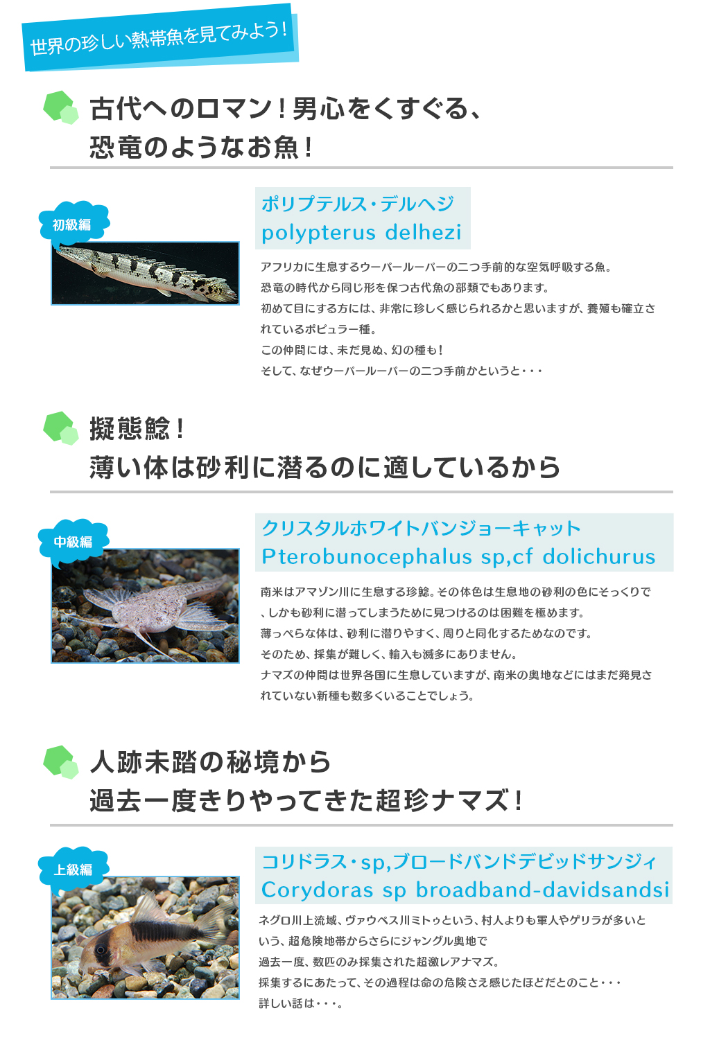 世界の珍しい熱帯魚を見てみよう！