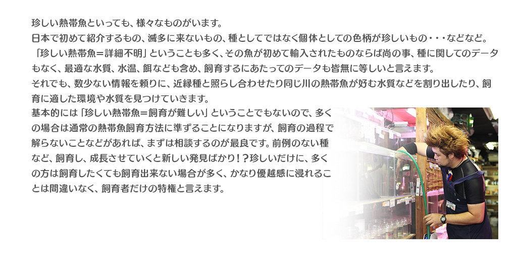 珍しい熱帯魚といっても、様々なものがいます。