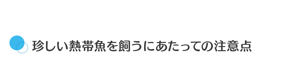 珍しい熱帯魚を飼うにあたっての注意点