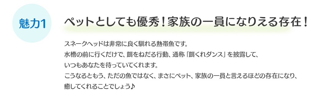 ペットしても優秀！家族の一員になりえる存在！