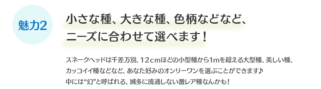 小さな種、大きな種、色柄などなど、ニーズに合わせて選べます！