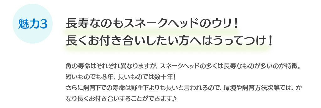 長寿なのもスネークヘッドのウリ！長くお付き合いしたい方へはうってつけ！