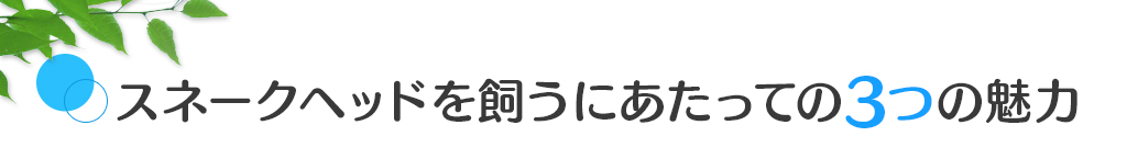 スネークヘッドを飼うにあたっての3つの魅力