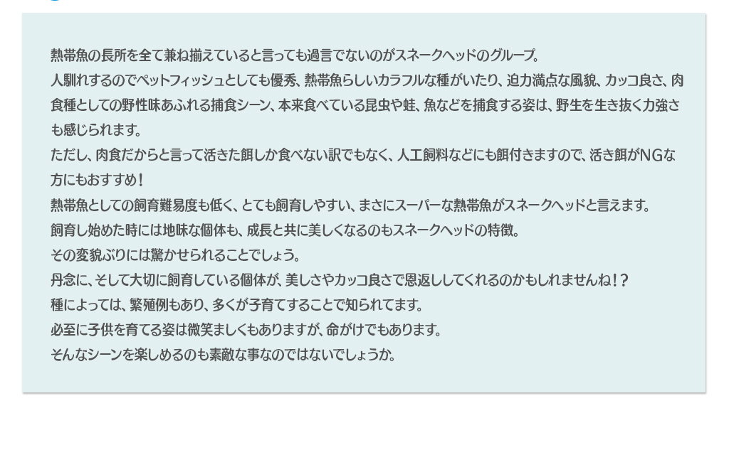 熱帯魚の長所を全て兼ね揃えていると言っても過言でないのがスネークヘッドのグループ。