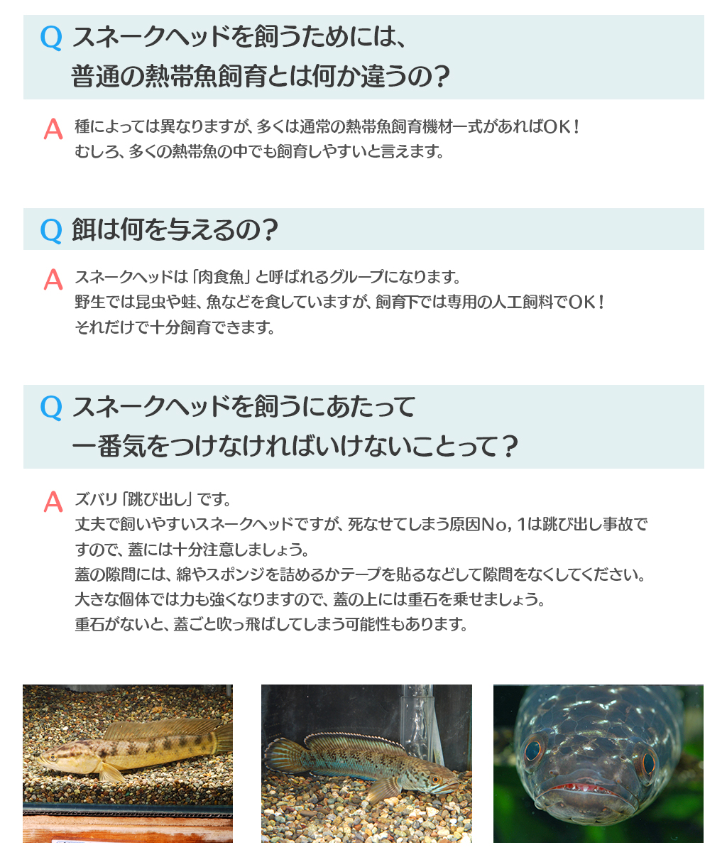 スネークヘッドを飼うためには、普通の熱帯魚飼育とは何か違うの？