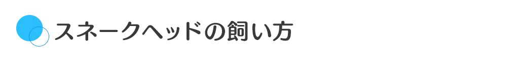 スネークヘッドの飼い方