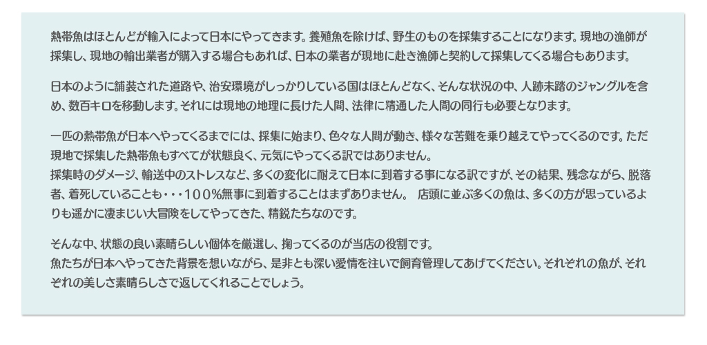 熱帯魚はほとんどが輸入によって日本にやってきます。