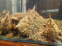 ブラキッシュウォーターフロッグフィッシュ(淡水カエルアンコウ)　約10cm