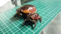 モザンビークフクラガエル　約4～5cm　