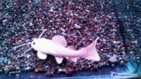 プラチナレッドテールキャット　約12cm　