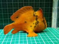 ブラキッシュウォーターフロッグフィッシュ(淡水カエルアンコウ)　“スカーレットオレンジ”