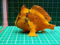 ブラキッシュウォーターフロッグフィッシュ(淡水カエルアンコウ)　“スカーレットオレンジ”