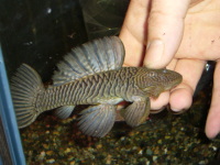 ダルマプレコ　約16cm