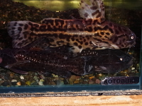 ペルビアンブラックジャガーキャット　約12cm
