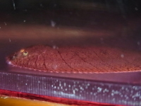 プレインフィンソール(コロンビア淡水カレイ)　コロンビア　約8cm