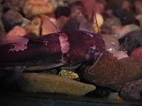 ミクログラニス・ペロプテリギウス　ウカヤリ　約4～5cm