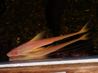 ブラックコメットロリカリア“リアルレッドアイアルビノ”　約18cm