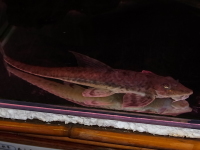 ヘミロリカリア・sp,アマゾニカ　約18cm