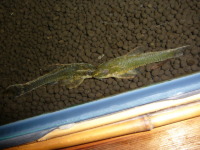 グリーンオトシンクルス　約4〜5cm