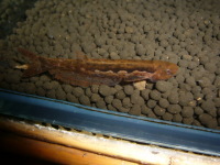 ヘロゲネスキャット(マーブルリーフキャット)　ペルー　約6cm