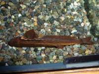 ヘロゲネスキャット(マーブルリーフキャット)　ペルー　約6cm