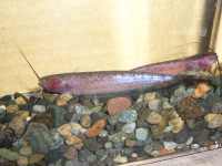 シルリクティス・レウコポードゥス　(ナイフキャット)　約8～10cm