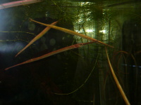 レッドラインパイプフィッシュ　インドネシア　約12～15cm