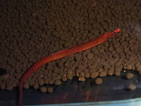 アフリカンピグミーパイプフィッシュ　EUCB　約8～10cm　オス　3匹セット