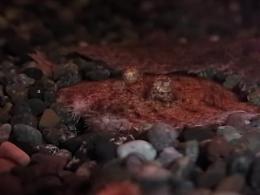 南米淡水カレイsp,　バルセロス　約10～12cm
