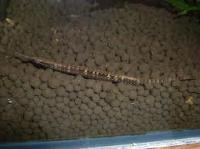 ネオンスポットパイプフィッシュ　インドネシア　約8cm