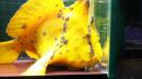 ブラキッシュウォーターフロッグフィッシュ(淡水カエルアンコウ)　“スーパーゴールデン”　約15cm