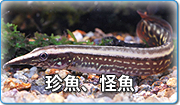 珍魚、怪魚